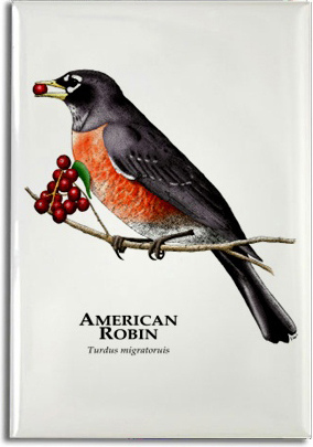 american_robin_6247430529_l