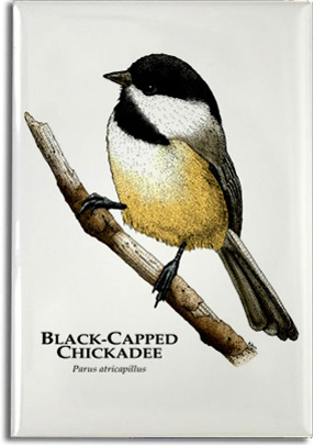 black_capped_chickadee_6247430643_l