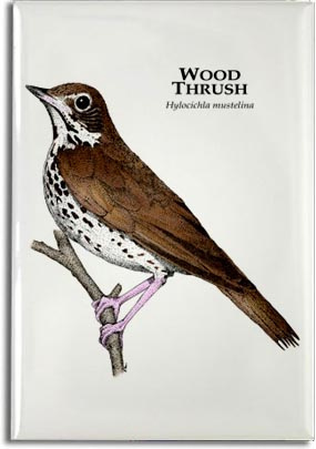 wood_thrush_6247953384_l