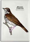 wood_thrush_6247953384_l