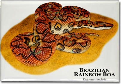 brazilian_rainbow_boa_6246968520_l