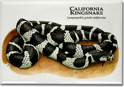 california_kingsnake_6246488829_l