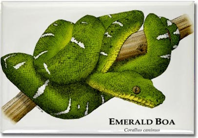 emerald_boa_6246968684_l