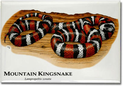 mountain_kingsnake_6246488959_l