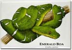 emerald_boa_6246968684_l
