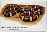 mountain_kingsnake_6246488959_l