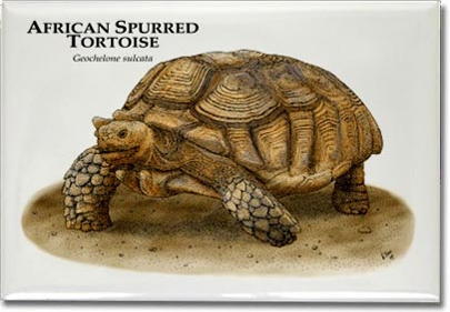 african_spurred_tortoise_6246969128_l