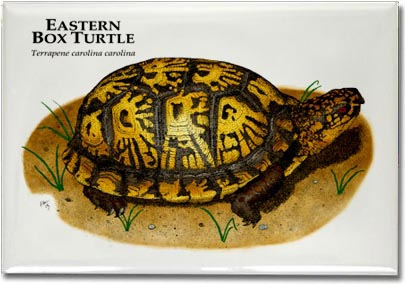 eastern_box_turtle-1_6246444507_l