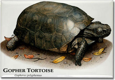 gopher_tortoise_6247077250_l