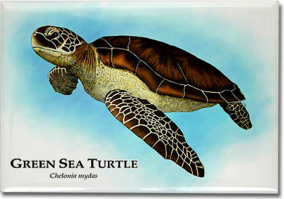 green_sea_turtle_6247011162_l