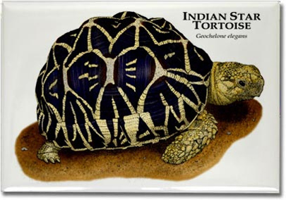 indian_star_tortoise_6246445831_l