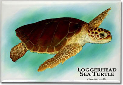 loggerhead_sea_turtle_6246488305_l