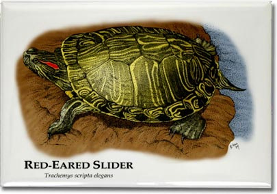 red_eared_slider_6246968130_l