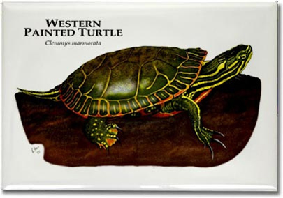 western_painted_turtle_6246968330_l