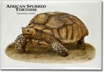 african_spurred_tortoise_6246969128_l