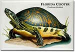 florida_cooter_6247013422_l