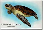 green_sea_turtle_6247011162_l