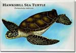 hawksbill_sea_turtle_6247011192_l