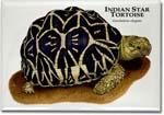 indian_star_tortoise_6246445831_l