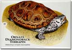 ornate_diamondback_terrapin-1_6247011480_l