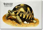 radiated_tortoise_6246490671_l