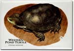 western_pond_turtle_6247011682_l