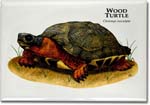 Wood Turtle